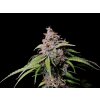 semena marihuany amnesia zkittlez fast buds 420
