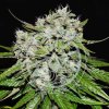 nevilles rose auto delicious seeds