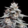 seminka konopi skywalker kush auto