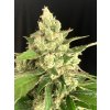 seminka marihuany serious seeds seriosa
