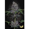 Sweetopia Paradise Seeds happy seeds
