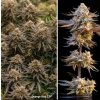 semena konopi orange bud 2.0