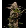 astro lemonade f1 royal queen seeds