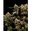 seminka marihuany cosmic cheddar F1