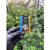CBD dab Super Sour Diesel (CBD90%) a Happy seeds tol (2)