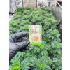 CBD kristaly 93% a Happy seeds tol