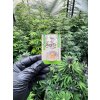 CBD kristaly 93% a Happy seeds tol (2)