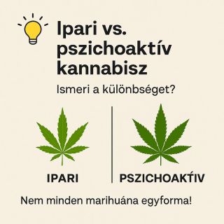 🌿 Ipari vs. pszichoaktív kan*abisz – ismeri a különbséget? Nem minden kan*abisz egyforma. 🔹 Az ipari kan*abisz nagyon...