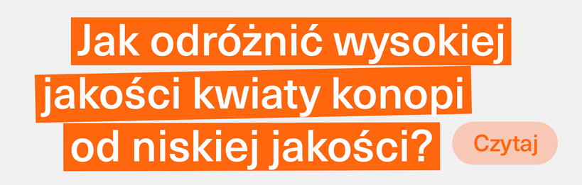 Jak odróżnić wysokiej jakości kwiaty konopi od niskiej jakości