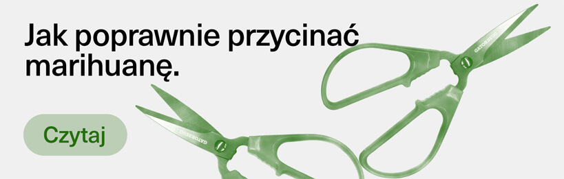 Jak poprawnie przycinać marihuanę, by rosła gęsta i plonowała więcej?