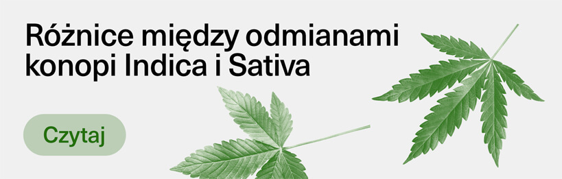 Różnice między odmianami konopi Indica i Sativa