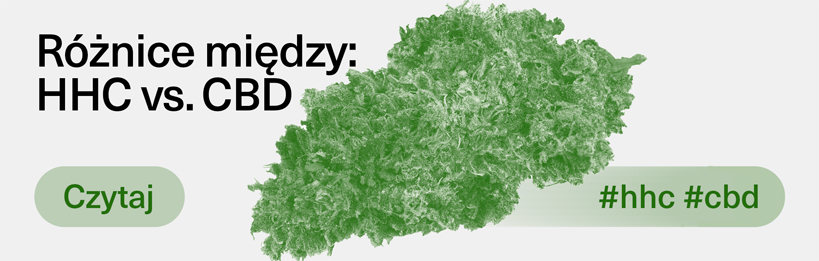 Różnice między kannabinoidami: HHC vs. CBD