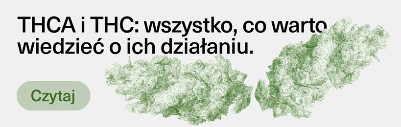 THCA i THC: wszystko, co warto wiedzieć o ich działaniu.