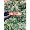 Cigaretove papirky RAW Organic (2)