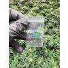 Zamykane torebki 40x60mm weed 100 sztuk (2)