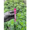 Joint G tube Amsterdam Picnic Pink