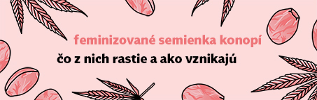 Feminizované semienka konopí - čo z nich rastie a ako vznikajú