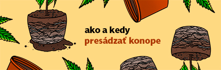 Ako a kedy presadiť rastliny konopí