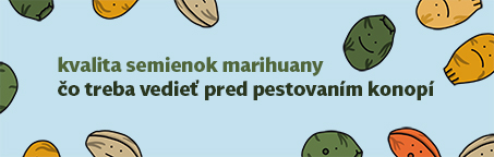 Kvalita semienok marihuany: Čo treba vedieť pred pestovaním konopí