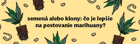 Semená alebo klony: Čo je lepšie na pestovanie marihuany?