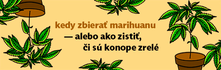 Kedy zbierať marihuanu alebo rady a tipy, ako zistiť, či sú konope zrelé