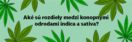 Aké sú rozdiely medzi odrodami konopí indika a sativa?