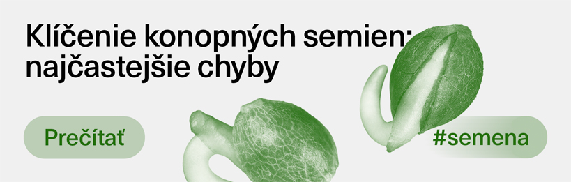 Klíčenie konopných semien - prehľad najčastejších chýb