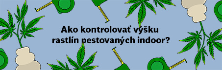 Ako kontrolovať výšku konopných rastlín pestovaných vo vnútri?