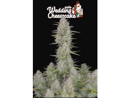 wedding cheesecake auto 420 fast buds weedshop