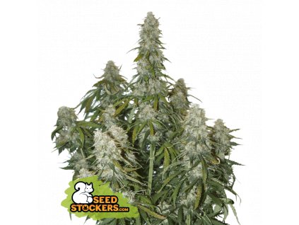 Big Bud Auto seedstockers