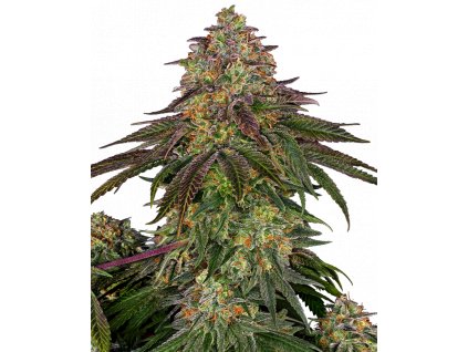 sweet cherry kush feminized sensi seeds