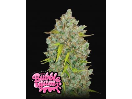 bubblegum auto 420 fast buds happy seeds