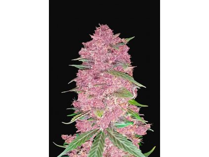 seminka marihuany fast buds purple lemonade