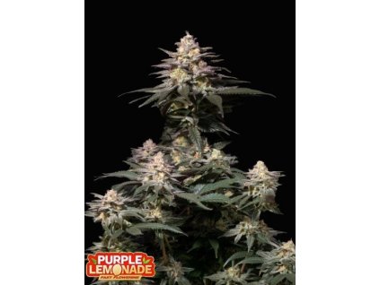 purple lemonade fast flowering happy seeds