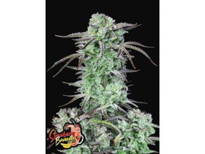 strawberry banana auto fast buds seed bank happyseeds