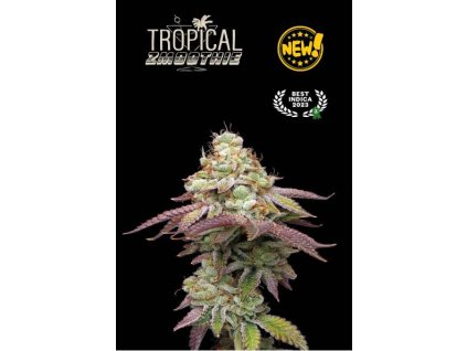 tropical zmoothie fem