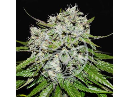 nevilles rose auto delicious seeds
