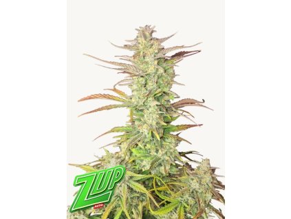 seminka konopi zup auto fast buds 420