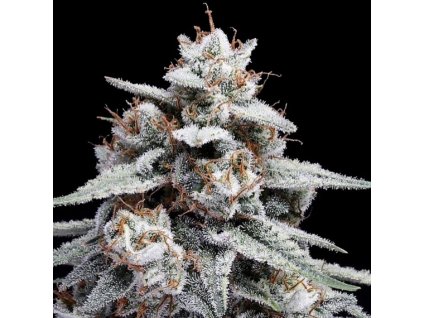 seminka konopi skywalker kush auto