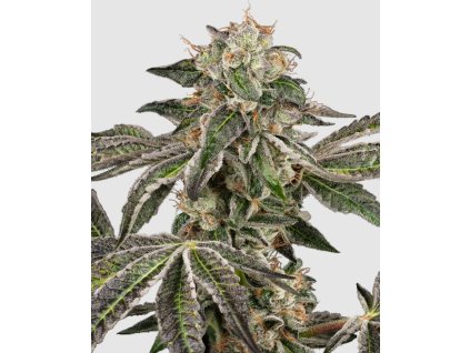 semena konopi runtz automatic sensi seeds