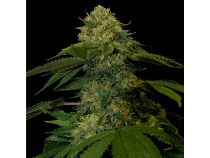 Holy Grail Kush (Balení 3 ks)