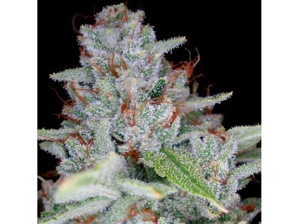 Skywalker Kush (Balení 6 ks)