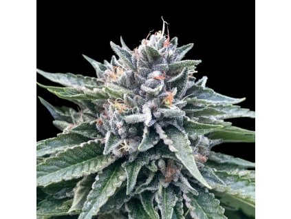 semena marihuany sorbet gorilla USA