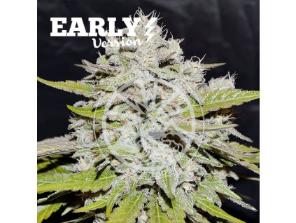 semena konopi bay burger early version