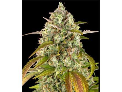 seminka konopi pineapple express auto happy seeds