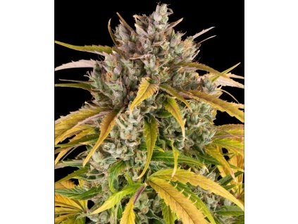 semena konopi lsd auto