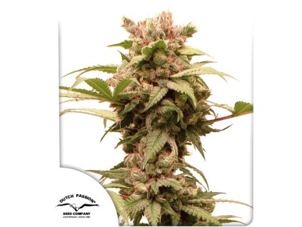 cbg seminka marihuany cbg force auto