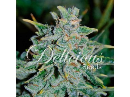 Northern Lights Blue Auto (Balenie 1 ks)