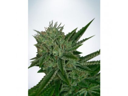 Auto Northern Lights (Balenie 10 ks)