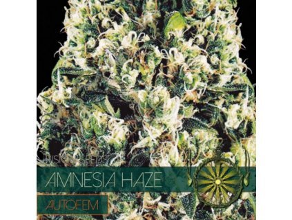 Amnesia Haze autori (Balenie 10 ks)